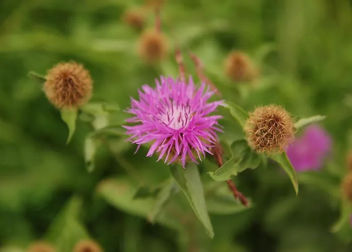 Tetter Πανσιόν 3*