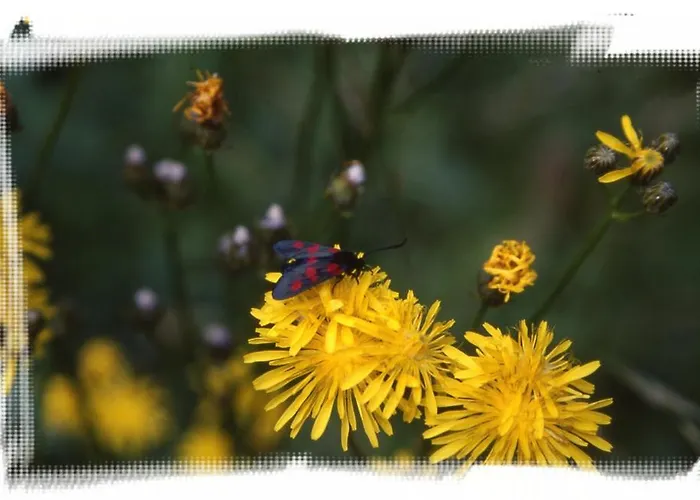 Гостевой дом Tetter