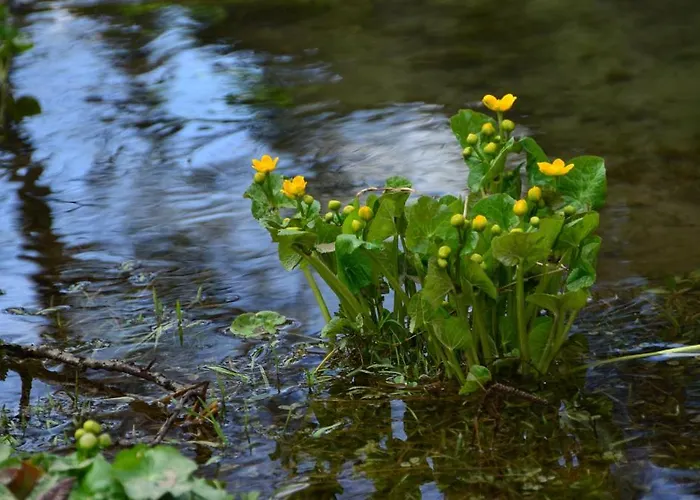Tetter Гостевой дом